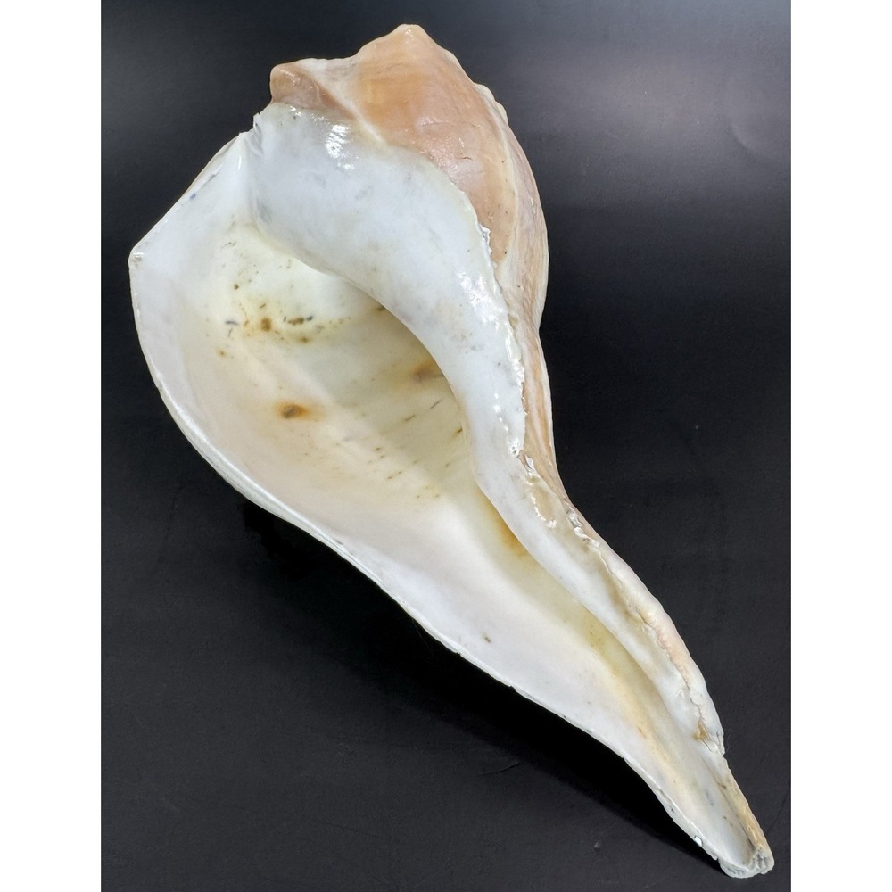 Large 11.5" Natural Lightning Whelk Sea Shell Coastal Beach Nautical Ocean Decor - Picture 5 of 10